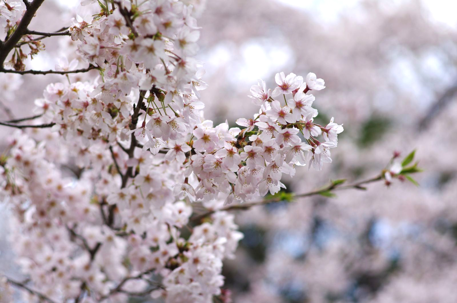 江戸時代から人気のお花見スポット 日本さくら名所100選のひとつである隅田公園 おいでよtx みんなでつくる いいことつながる つくば エクスプレス沿線ポータル