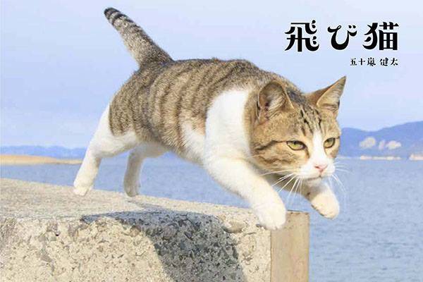 出展者100名超 猫イベント ねこ専 を 7月16 17日に浅草で開催 おいでよtx みんなでつくる いいことつながる つくばエクスプレス沿線ポータル