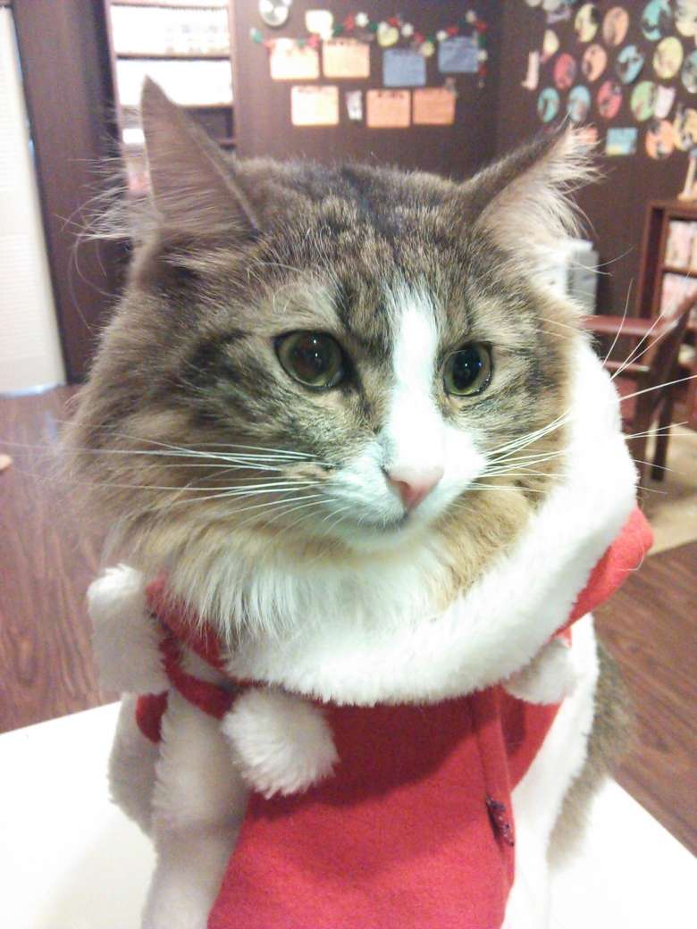 秋葉原の猫カフェnyanny クリスマス仮装イベント16 おいでよtx みんなでつくる いいことつながる つくばエクスプレス沿線ポータル