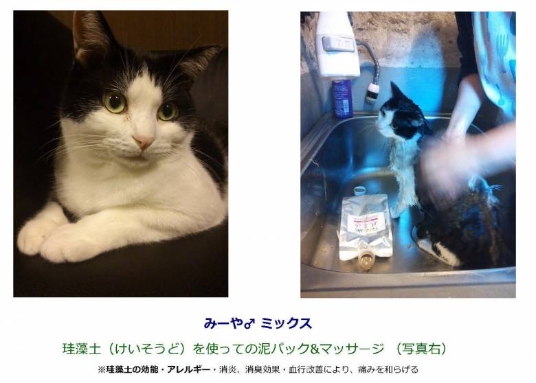 濡れネコを見てみませんか 秋葉原の猫カフェnyanny猫のシャンプー見学会 おいでよtx みんなでつくる いいことつながる つくばエクスプレス沿線ポータル