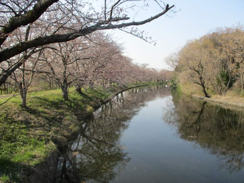 沿線随一の桜の名所 福岡堰 ふくおかぜき おいでよtx みんなでつくる いいことつながる つくばエクスプレス沿線ポータル